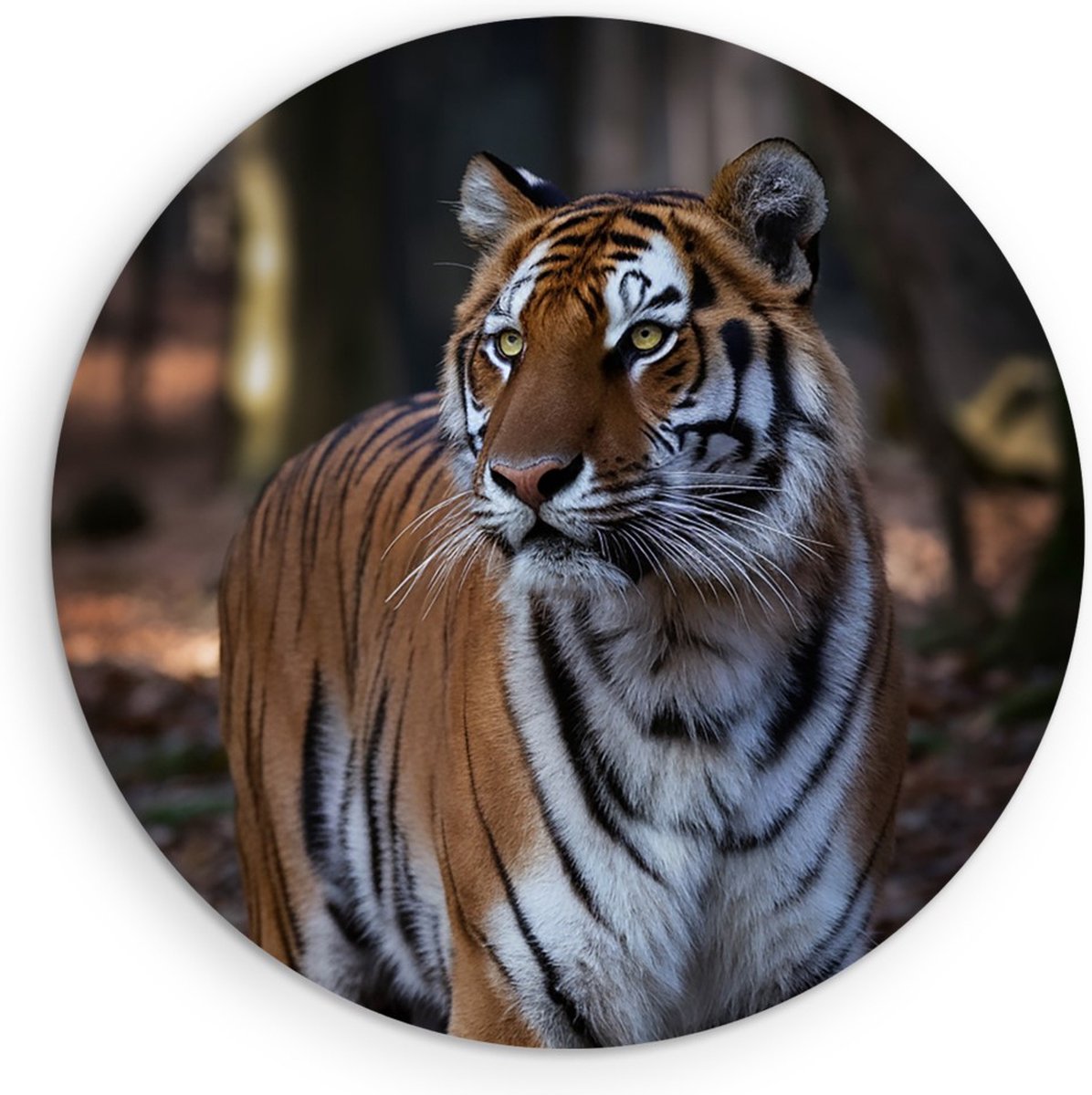 Saammp Forex Muurcirkel - Tijger in het bos - Natuur - Dieren - Ø 60 - Wandcirkel - Wanddecoratie Cirkel - muurdecoratie Woonkamer - Slaapkamer decoratie - Rond Schilderij