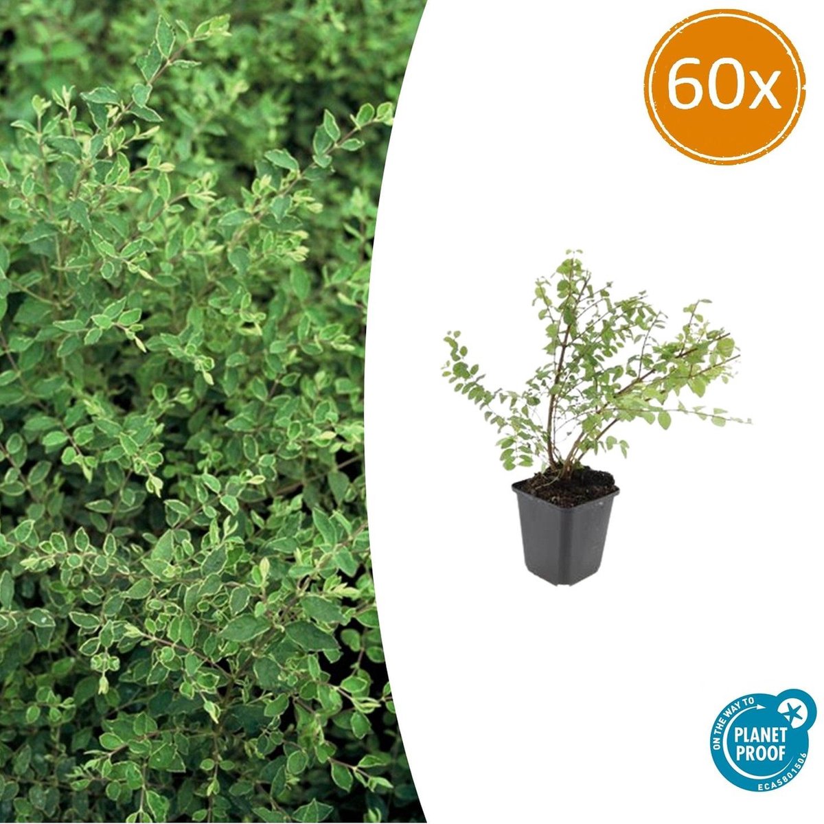 Tuinplantenshop.com | Symphoricarpos ch. 'Hancock' | 60 stuks - Ø9cm - 10-25cm hoog - Tuinplant