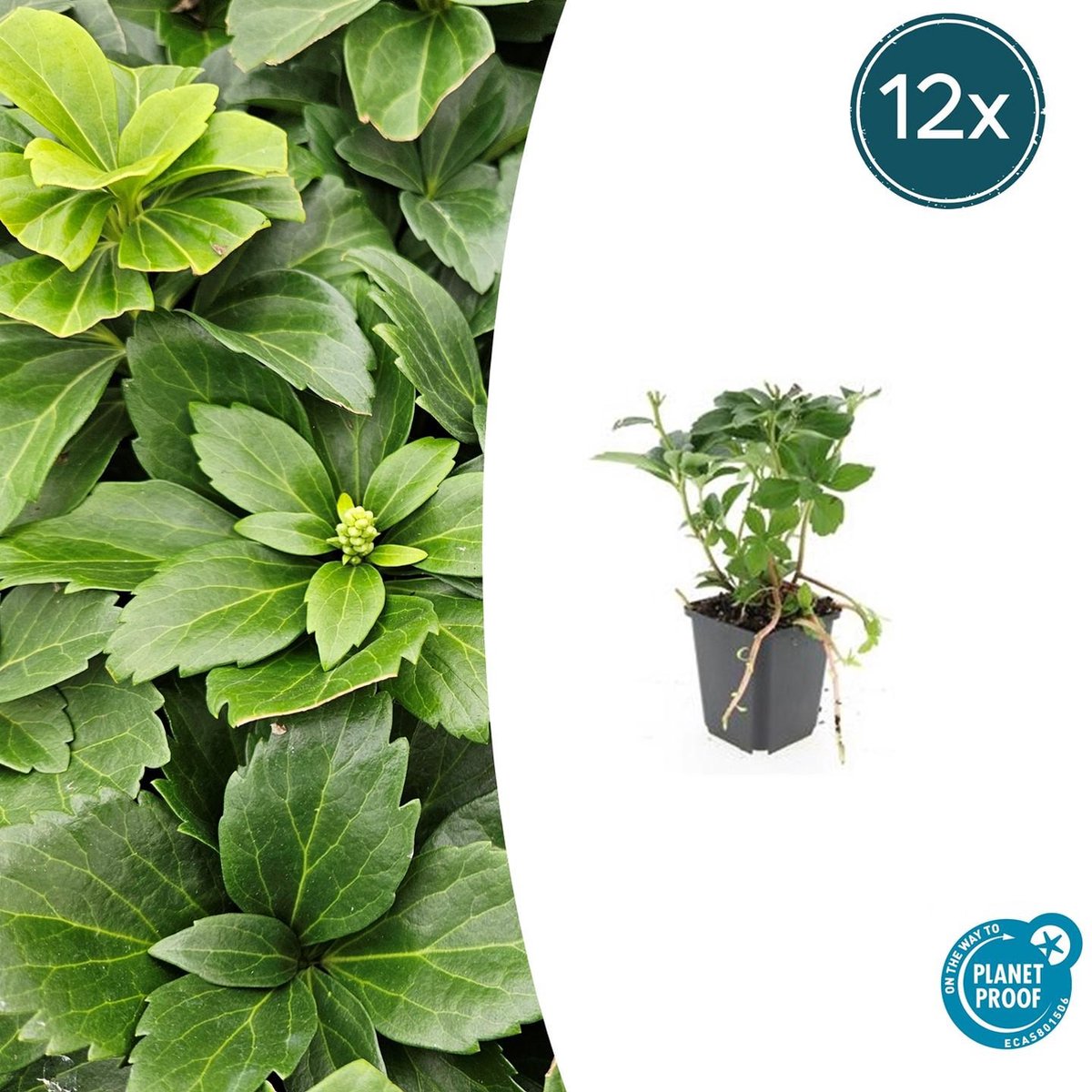 Tuinplantenshop.com | Pachysandra terminalis | 12 stuks - Ø9cm - 10-25cm hoog - Tuinplant