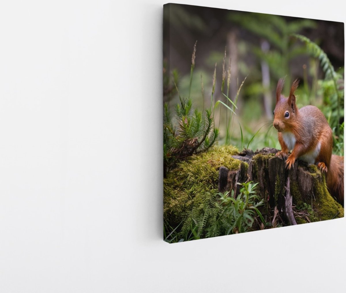 Saammp Canvas Schilderij - Eekhoorn in het bos - Landschap - Bloemen - Natuur - 100x100 - Foto op canvas - Wanddecoratie - Muurdecoratie Woonkamer - Slaapkamer decoratie - Canvas Print Multicolor