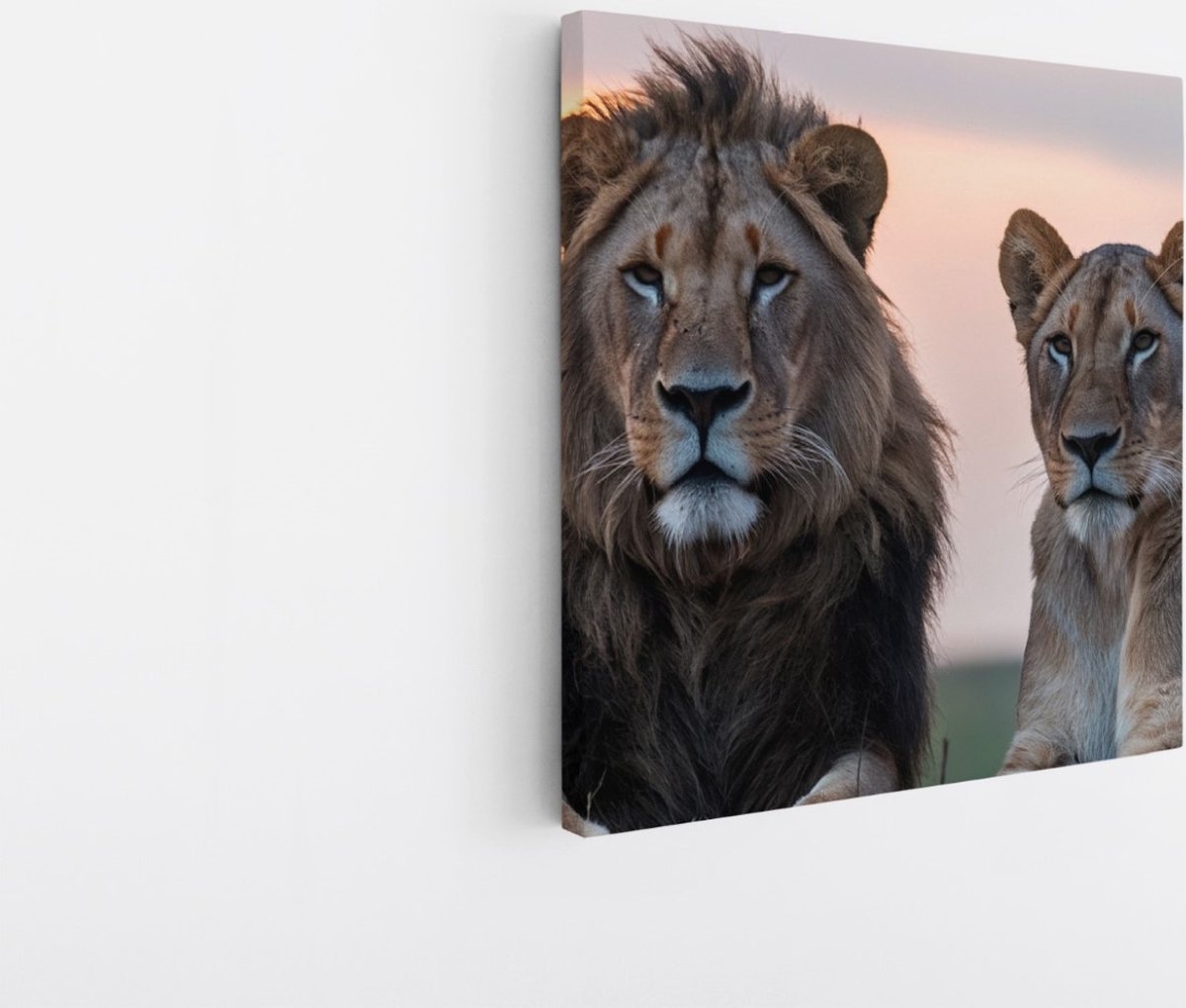 Saammp Canvas Schilderij - Leeuw en Leeuwin - Dieren - Natuur - 40x40 - Foto op canvas - Wanddecoratie - Muurdecoratie Woonkamer - Slaapkamer decoratie - Canvas Print Multicolor