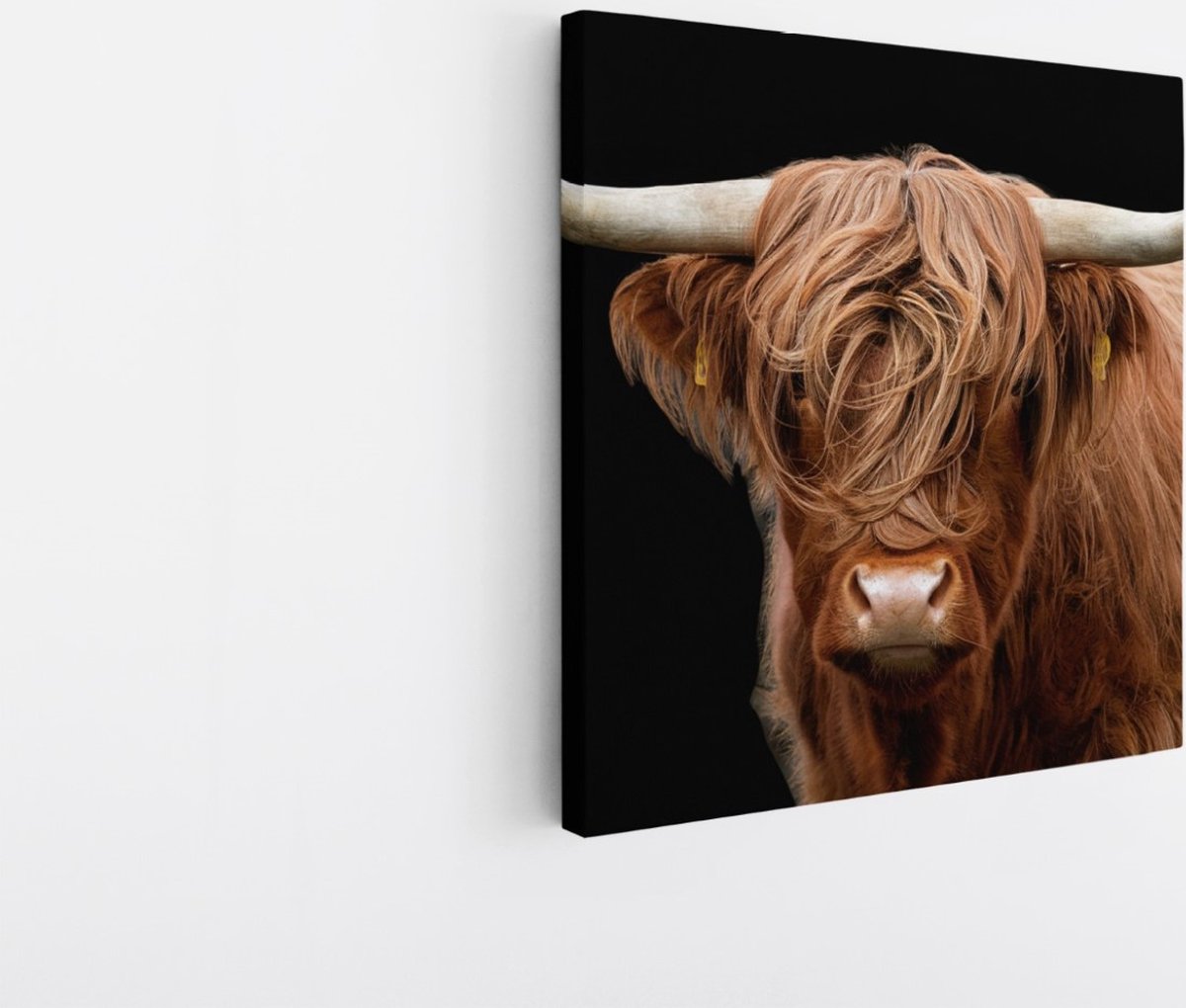 Saammp Canvas Schilderij - Schotse Hooglander Koe - Natuur - Dieren - Portret - 20x20 - Foto op canvas - Wanddecoratie - muurdecoratie Woonkamer - Slaapkamer decoratie - Canvas Print Multicolor