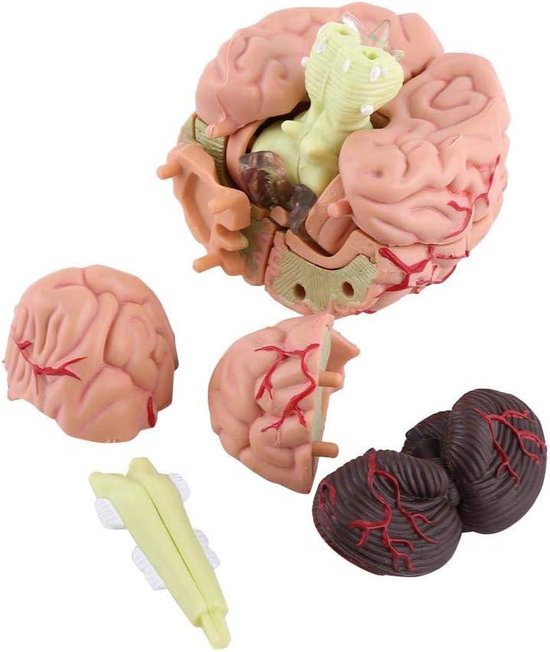 Modèle anatomique du Cerveau humain, coupe transversale médicale en plastique pour l'éducation - Modèle Anatomie .
