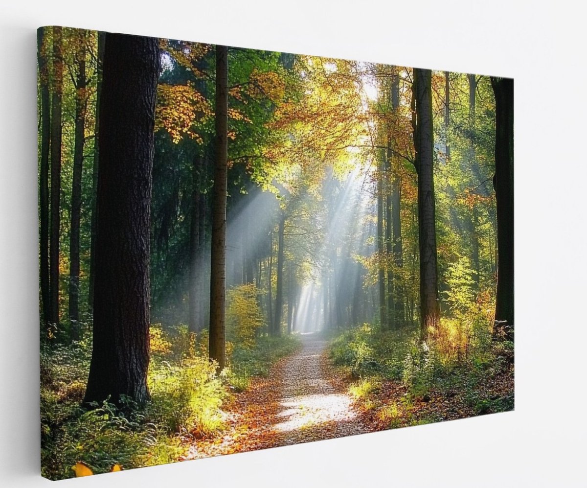 Saammp Canvas Schilderij - Botanisch - Bospad - Herfstachtig - Landschap - Natuur - 120x80 - Foto op canvas - Wanddecoratie - Muurdecoratie Woonkamer - Slaapkamer decoratie - Canvas Print Multicolor