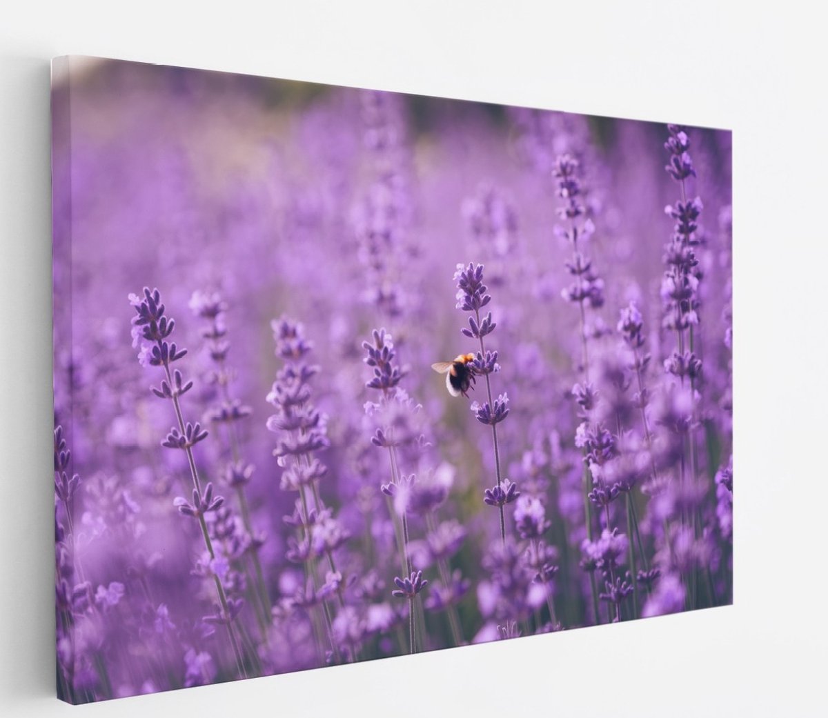 Saammp Canvas Schilderij - bij op lavendelbloem - Landschap - Natuur - 50x40 - Foto op canvas - Wanddecoratie - Muurdecoratie Woonkamer - Slaapkamer decoratie - Canvas Print Multicolor