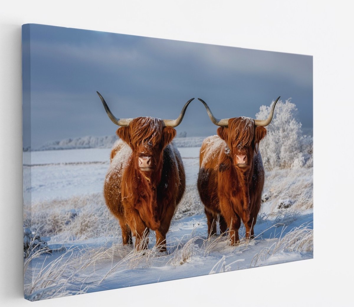 Saammp Canvas Schilderij - Groep Schotse Hooglander Koe - Landschap - Dieren - Natuur - 90x60 - Foto op canvas - Wanddecoratie - muurdecoratie Woonkamer - Slaapkamer decoratie - Canvas Print Multicolor