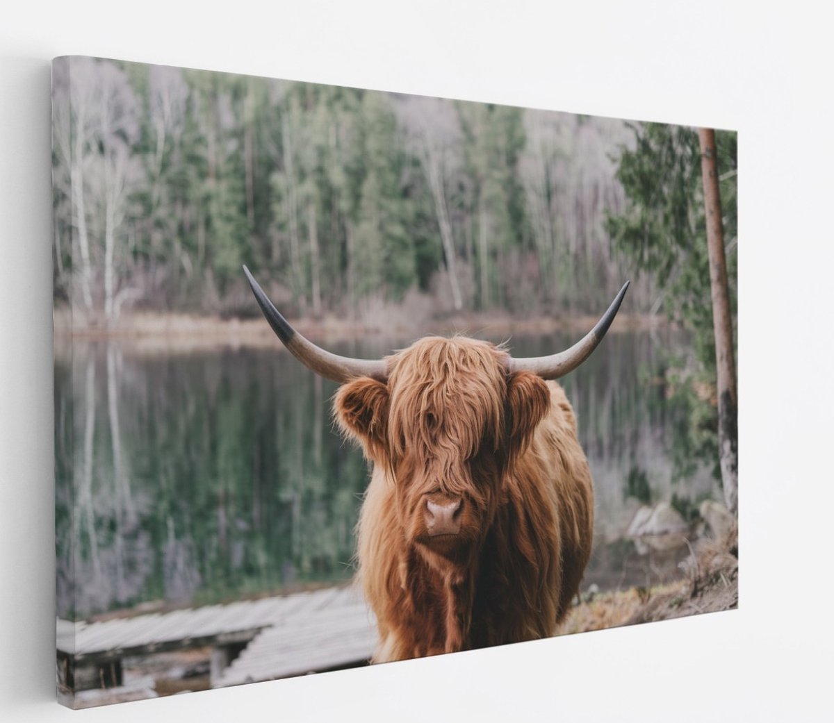 Saammp Canvas Schilderij - Schotse Hooglander Koe bij zonsopgang in herfstachtig bos - Dieren - Natuur - 120x80 - Foto op canvas - Wanddecoratie - muurdecoratie Woonkamer - Slaapkamer decoratie - Canvas Print Multicolor
