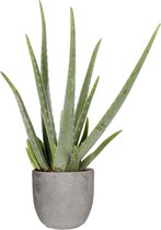 Aloe Vera - 55 cm - Mica Sierpot Jimmy lichtgrijs