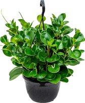 Kamerplant van Botanicly – Dwergpeper – Hoogte: 45 cm – Peperomia obtusifolia