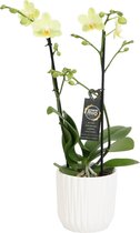 FloriaFor  - Green Pixie Met White Ceramic 2 - Vers Van De Kweker - ↨ 45cm - ⌀ 12cm