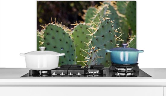 Foto: Spatscherm keuken 70x50 cm kookplaat achterwand botanical cactus fotoprint muurbeschermer spatwand fornuis hoogwaardig aluminium