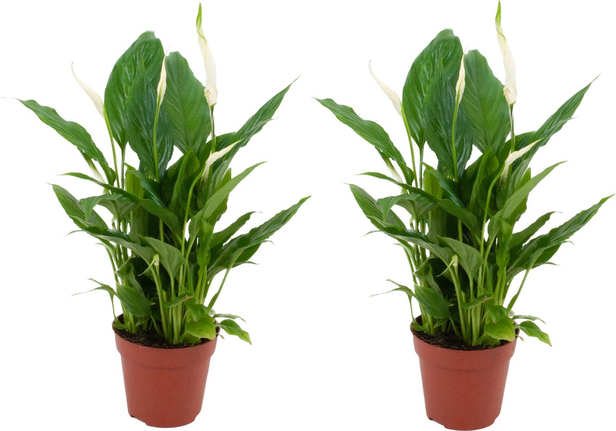 Bol.com Spathiphyllum Lepelplant - 2 Stuks - Ø 12 cm - Hoogte: 35 - 40 cm aanbieding