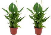 Bol.com ZynesFlora - Spathiphyllum - 2 Stuks - Ø 12 cm - Hoogte: 35 - 40 cm - Luchtzuiverend - Lepelplant - Kamerplant aanbieding