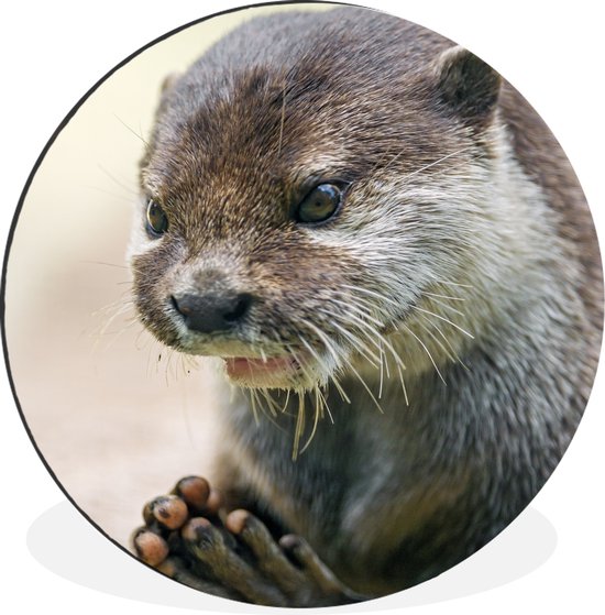 WallCircle - Wandcirkel - Muurcirkel - Een otter met zijn poten bij elkaar - Aluminium - Dibond - ⌀ 30 cm - Binnen en Buiten