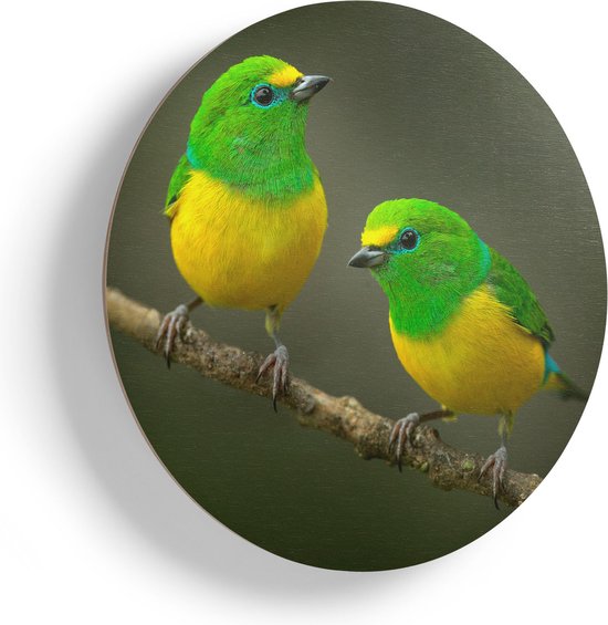 Artaza Houten Muurcirkel - Twee Groen Gele Zangvogels Op Een Tak - Ø 90 cm - Groot - Multiplex Wandcirkel - Rond Schilderij