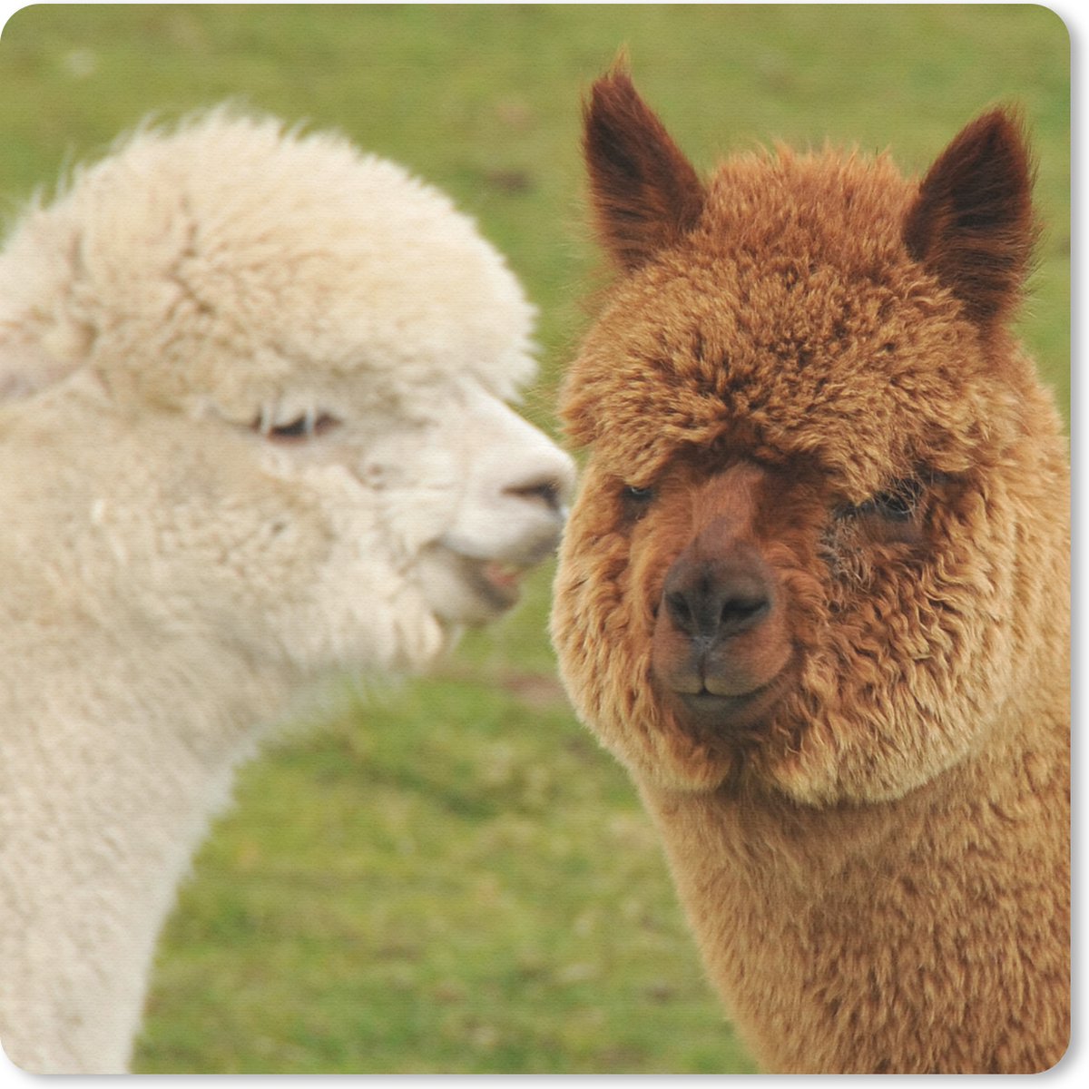 Muismat 30x30 cm - Mousepad Alpaca - Samen - Gras - Muismatten