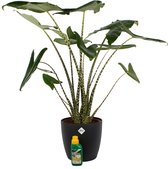 Kamerplant van Botanicly – Olifantsoor incl. sierpot zwart + 250 ml kunstmest als set – Hoogte: 100 cm – Alocasia Zebrina