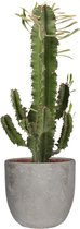 FloriaFor  - Euphorbia Eritrea In Mica Sierpot Jimmy (lichtgrijs) - Vers Van De Kweker - ↨ 55cm - ⌀ 18cm