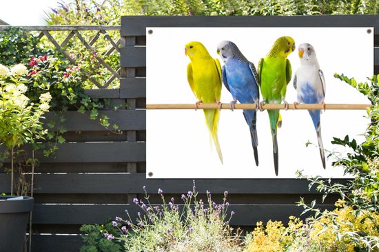 Tuinposter 120x80 cm - Tuindecoratie Groepje parkieten op een stokje - Poster voor in de tuin - Buiten decoratie - Schutting tuinschilderij - Tuindoek muurdecoratie - Wanddecoratie balkondoek