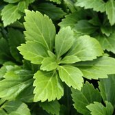 50 x Schaduwkruid of Dikkemanskruid Green Carpet - Wintergroene Bodembedekker - Pachysandra terminalis 'Green Carpet' in 9x9cm pot met hoogte 5-10cm