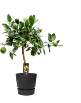 Citrus Lime in ELHO outdoor sierpot Greenville Rond (zwart) ↨ 80cm - hoge kwaliteit planten