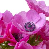 Anemone Sylphide | 25 stuks | Bloembollen | Knol | Snijbloem | winterhard | Violet | Top Kwaliteit Anemonen Knollen