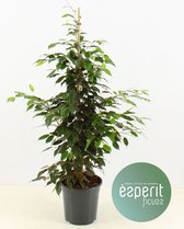 Kamerplant van Botanicly – Treurvijg – Hoogte: 120 cm – Ficus benjamina Danielle