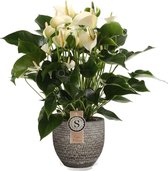 Kamerplant van Botanicly – Flamingoplant – Hoogte: 60 cm – Anthurium andr. white