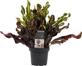 Croton Mammi - Wonderstruik - Codiaeum - Hoogte: ↑ 35 cm - Zon - Waterbehoefte: veel - diameter pot: 12 cm Codiaeum