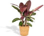 Hello Plants Calathea Warscewiczii Pauwenplant in Mand - Ø 19 cm - Hoogte 65-75 cm - Kamerplant