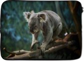 Laptophoes 14 inch - Koala - Boom - Takken - Kinderen - Jongetje - Meiden - Laptop sleeve - Binnenmaat 34x23,5 cm - Zwarte achterkant