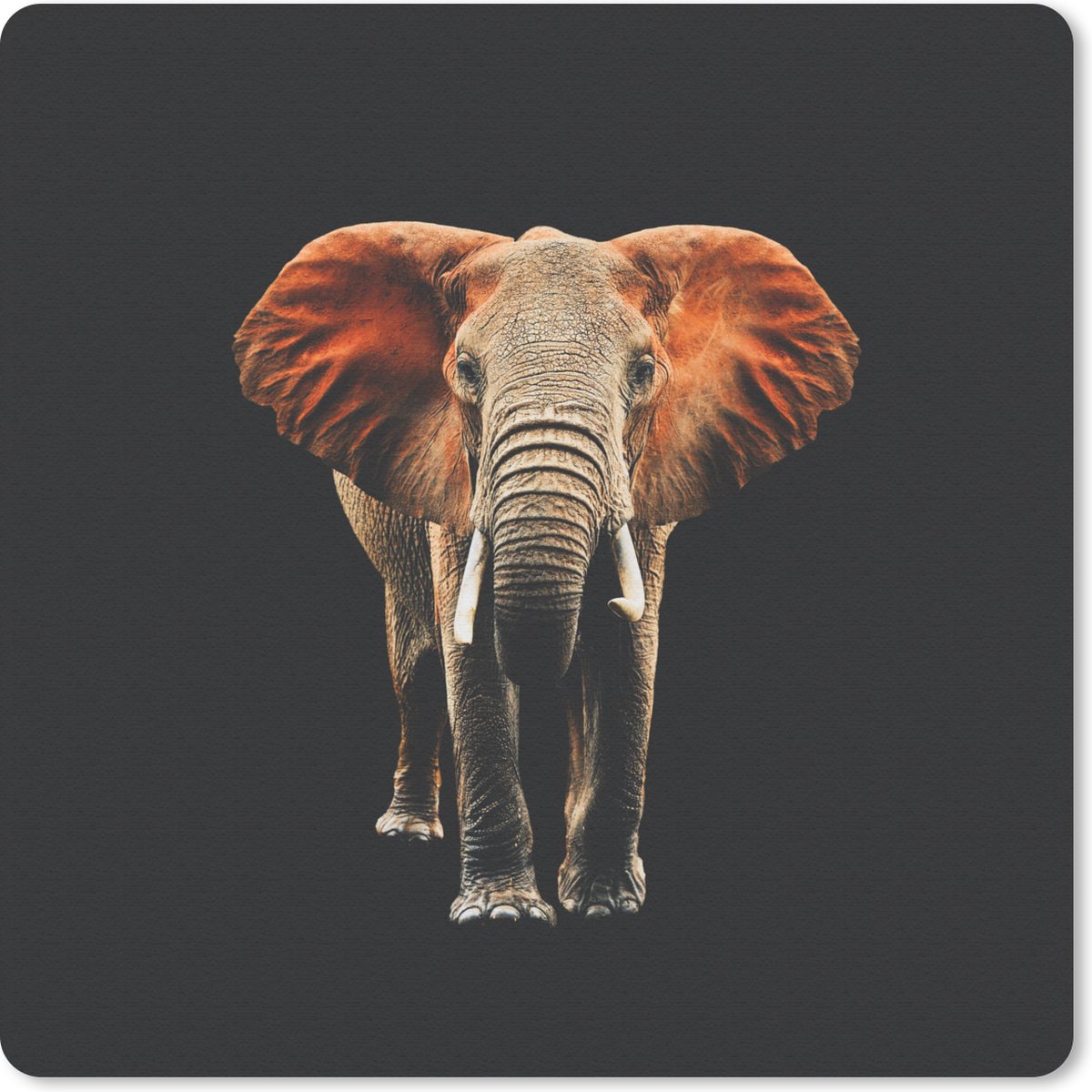Muismat 20x20 cm - Mousepad Olifant - Dieren - Tanden - Muismatten
