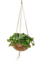 Kokodama Sedum Tornado - Hoogte ↕ 20cm - Pot ∅ 15cm