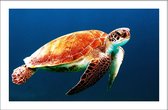 Walljar - Zwemmende Schildpad - Dieren poster