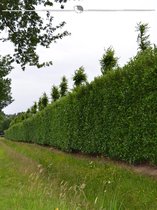 Laurier Prunus Caucasica 60-80 cm in Pot, 10x Haagplant