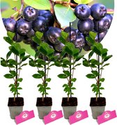 Set van 4 Zwarte appelbessen - Aronia prunifolia 'Viking' - Hoogte 30cm - 9cm pot