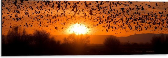 Dibond - Dieren - Vogels - Planten - Zonsondergang - Water - 90x30 cm Foto op Aluminium (Met Ophangsysteem)