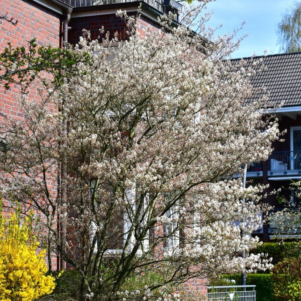12 x Krentenboompje Witte Bloesem - Haagplant Winterhard of Solitair - Amelanchier lamarckii in C2.5(liter) pot met hoogte 40-60cm