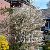 12 x Krentenboompje Witte Bloesem - Haagplant Winterhard of Solitair - Amelanchier lamarckii in C2.5(liter) pot met hoogte 40-60cm