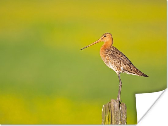 Poster Vogel - Dieren - Grutto - Paal - Groen - 160x120 cm XXL