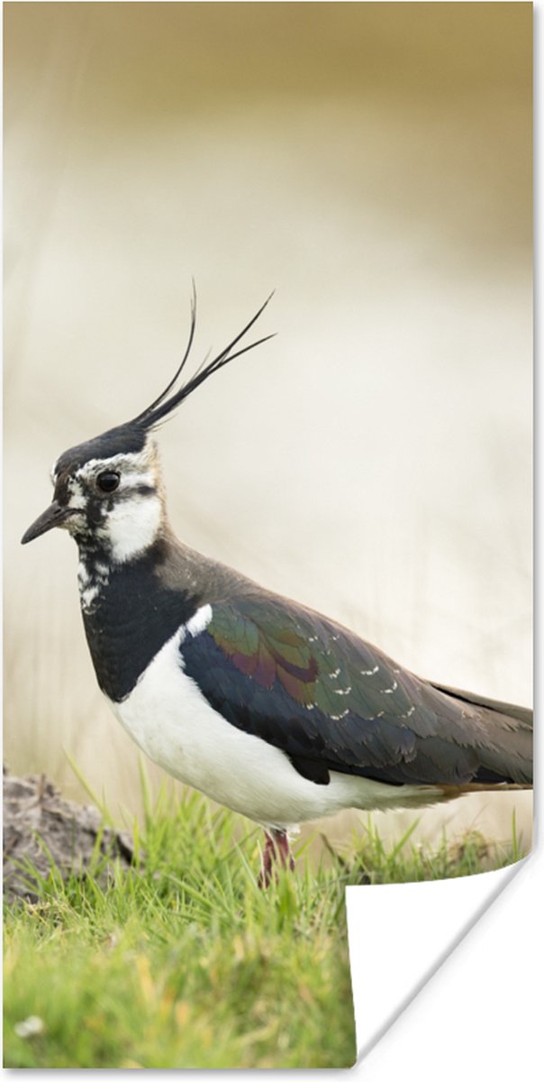 Poster Vogel - Gras - Dieren - Natuur - Kievit - 80x160 cm