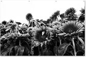 Muurdecoratie Zonnebloemen in Nederland zwart-wit - 180x120 cm - Tuinposter - Tuindoek - Buitenposter