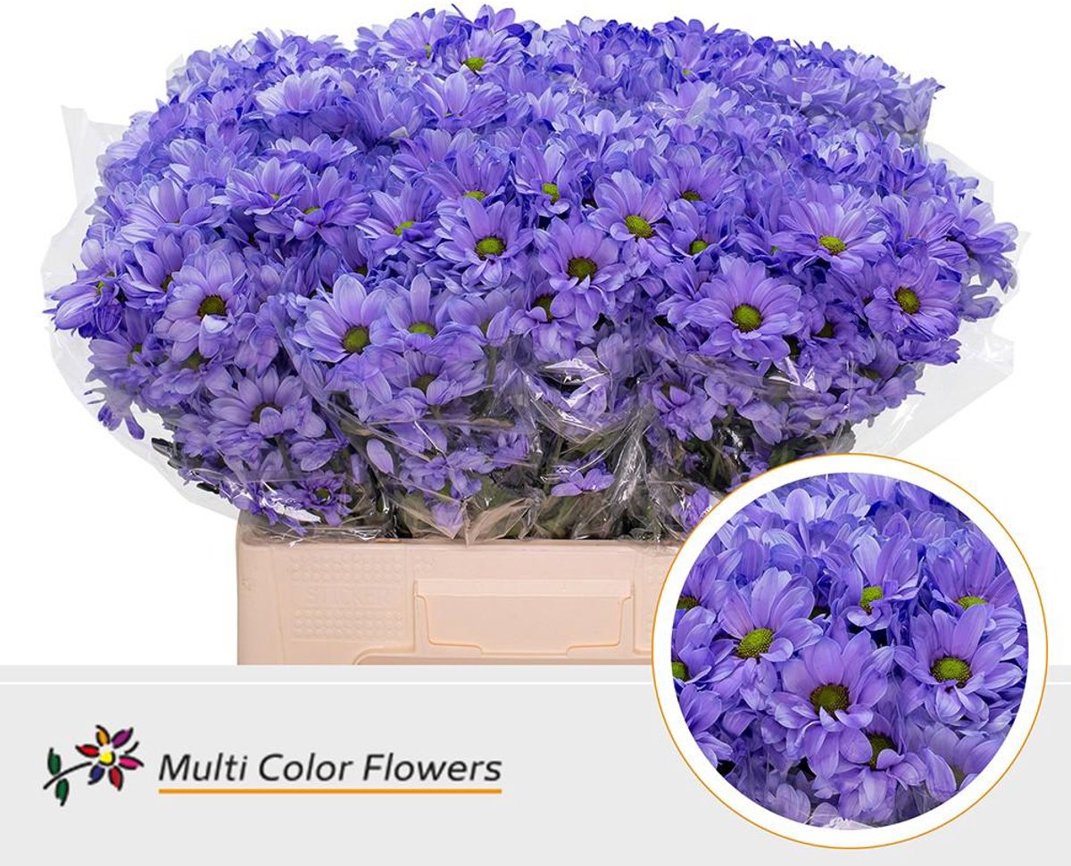 10x Chrysant kennedy milka 60cm
