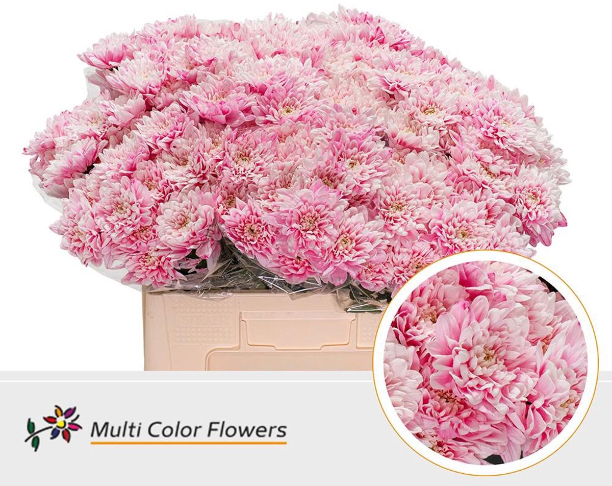 10x Chrysant overig 60cm