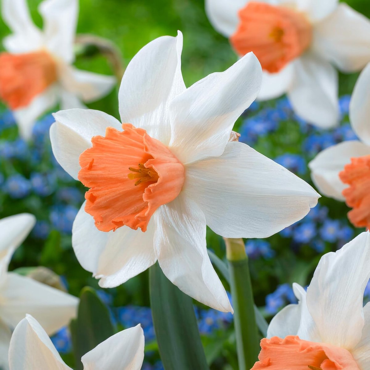 Narcissen Bloembollen Winterhard - Accent - 25 stuks - Meerkleurig - Bloem Bollen Mix - Paasbloemen Meerjarig