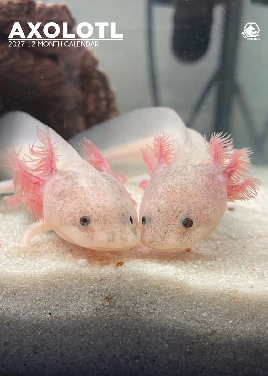 Axolotl A3 Kalender 2027
