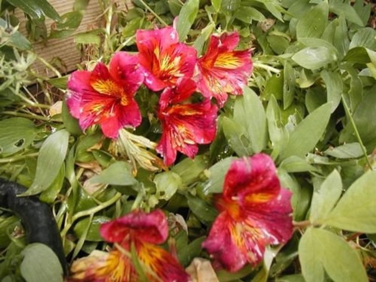Elzusha - Alstromeria Zaden Mix 10 Stuks