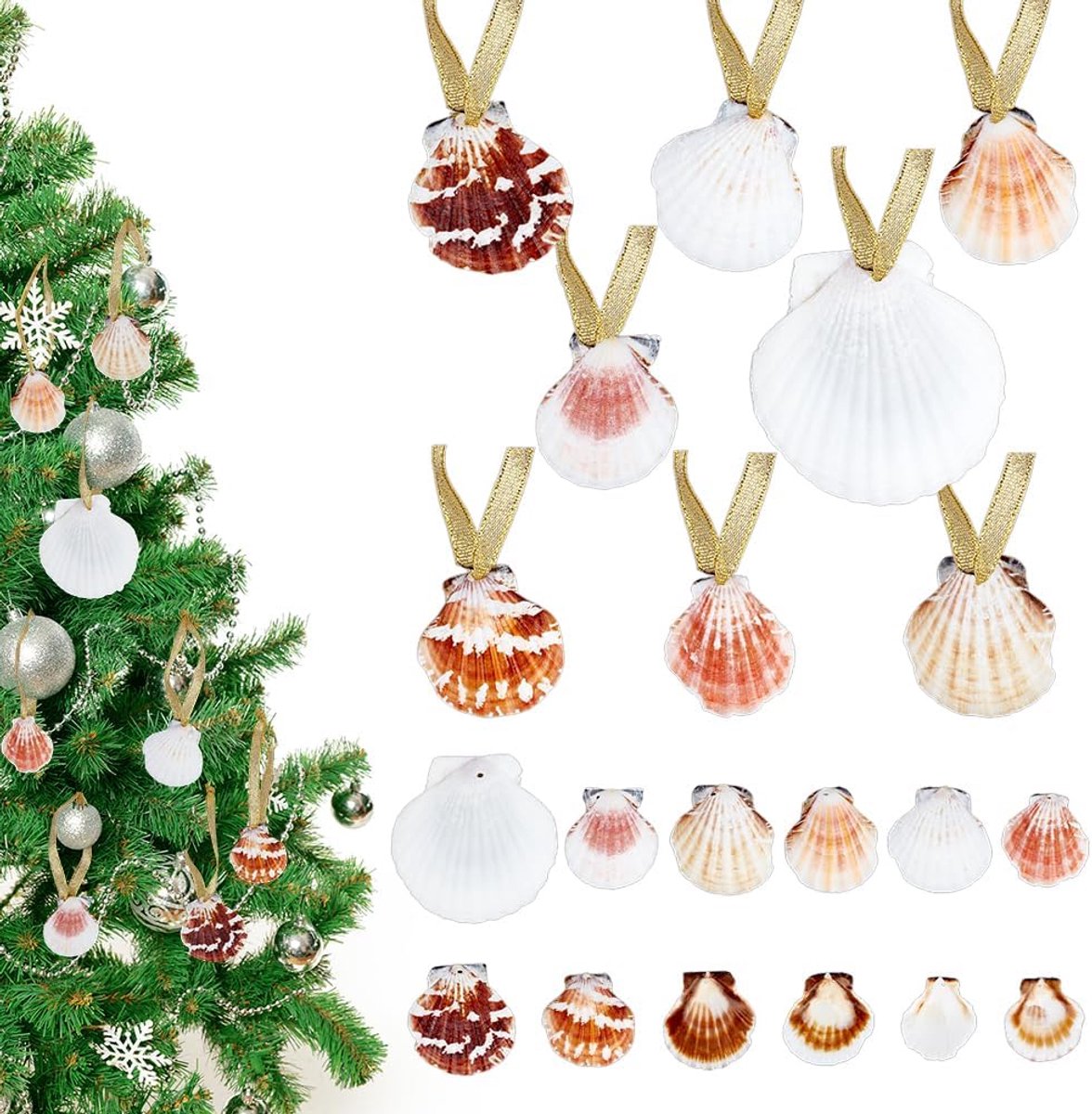 PandaHall 30 stuks natuurlijke zeeschelpen 5 cm schelp hangende ornamenten kerstornamenten zeeschelpen ambachten met metalen lint voor doe-het-zelf kust bruiloft feest woondecoratie kerstboom