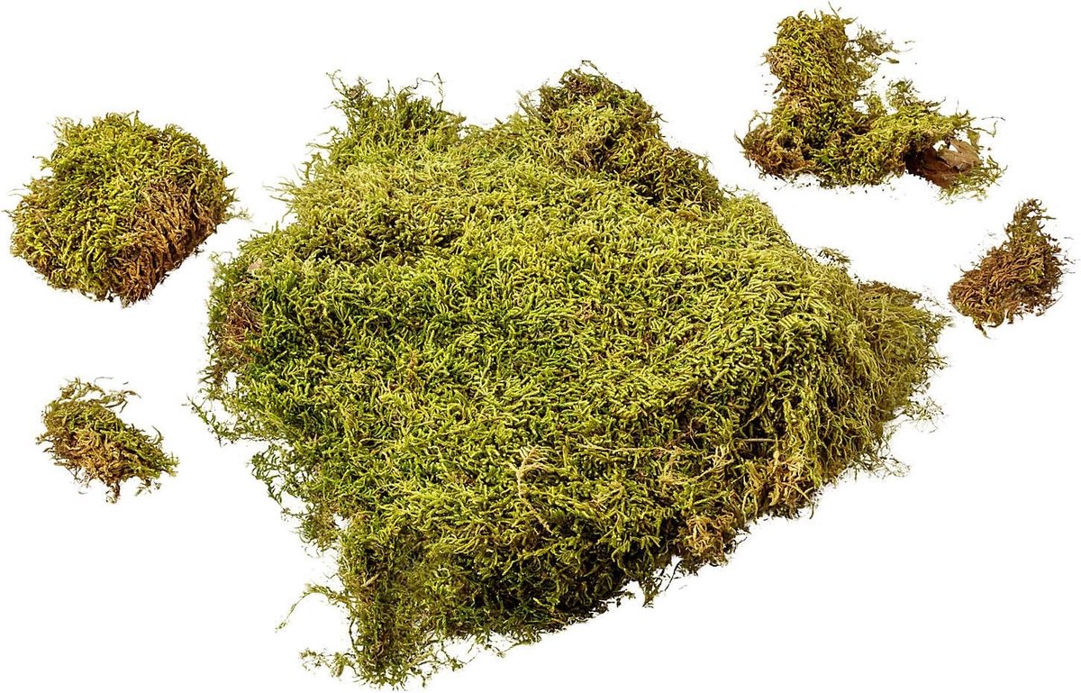 Natuurlijke Kerstmossen Zak – Handgeplukt Moss uit Duitsland | Voor Kerststal, Miniaturen, DIY & Bloemstukken