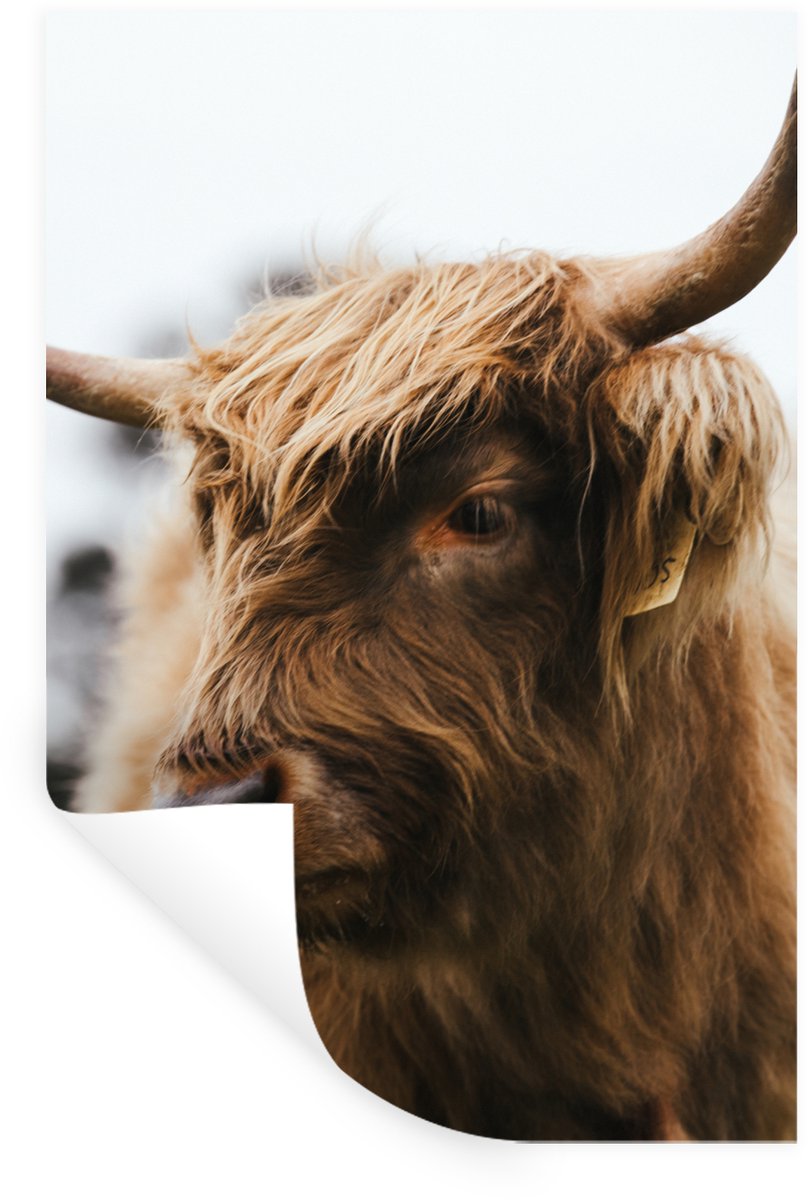 Muurstickers - Sticker Folie - Schotse Hooglander - Dieren - Horens - 60x90 cm - Plakfolie